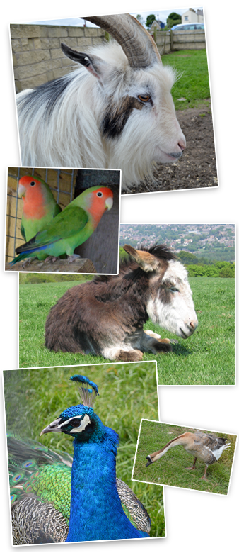 Picture of goats, love birds, the donkey, the peacock and a goose