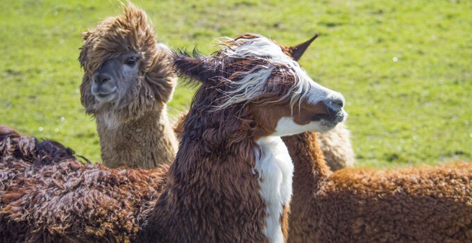 Peru's finest alpacas