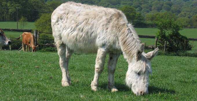 There's no better place to graze