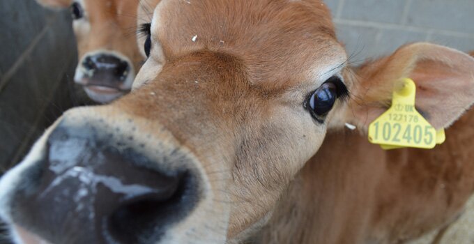 Real Jersey cows, real Jersey ice cream