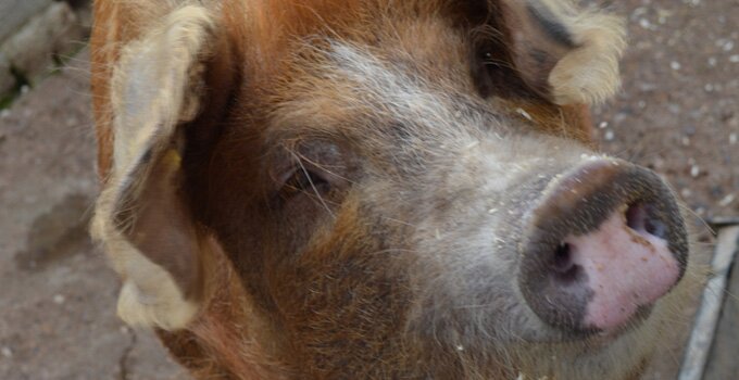 Did somebody say lunch?