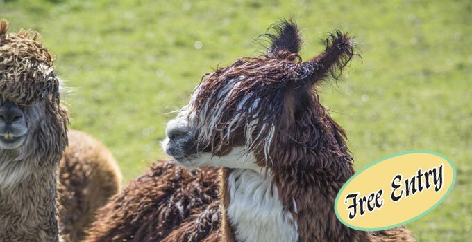 meet the alpacas