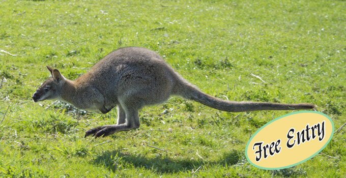 Jump around with<br />the wallabies 