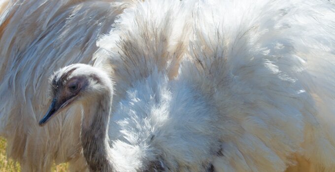 Stunning White Rheas