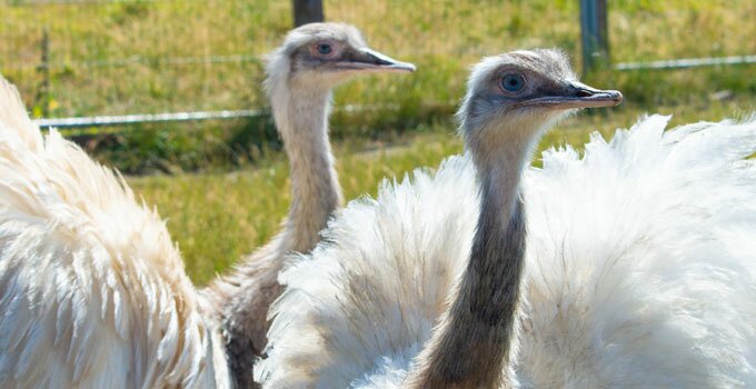 New for 2018<br />White Rheas